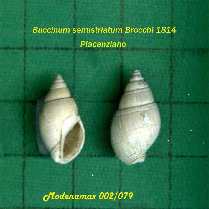 Buccinum semistriatum